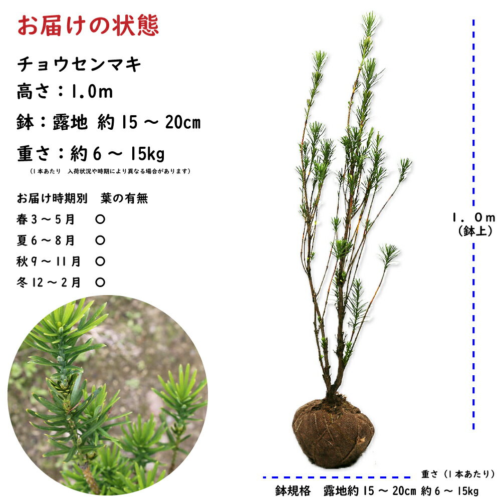 チョウセンマキ 1m 露地 苗