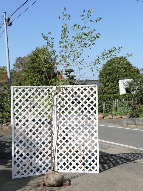 ツリバナ 株立ち 2.5m 露地 苗木