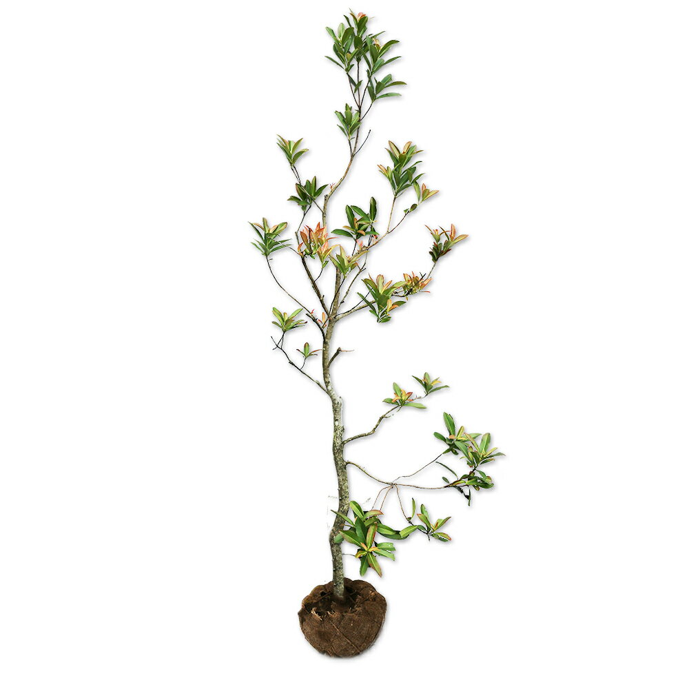 ゴードニア アキュミナータ 1.7m 露地 苗木