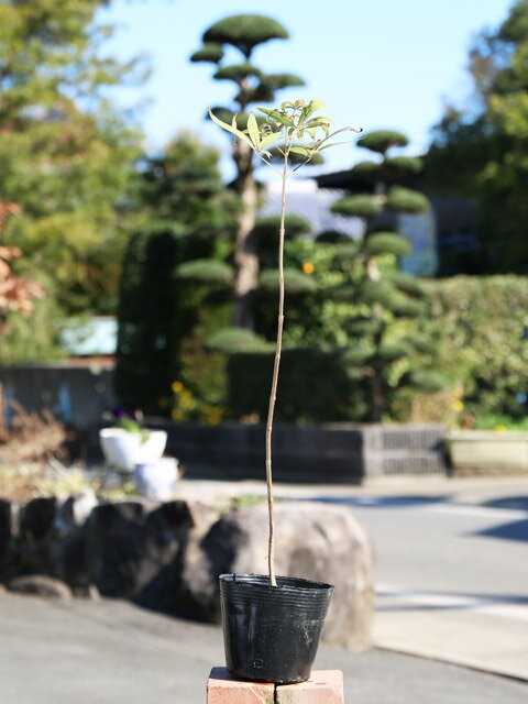 タイワンニンジンボク 0.3m 10.5cmポット 苗