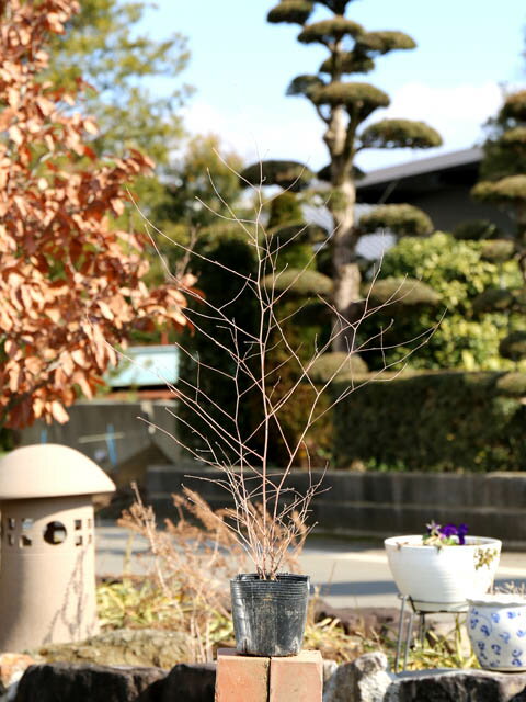 ナガハノコウヤボウキ 0.5m 10.5cmポット 5本 苗