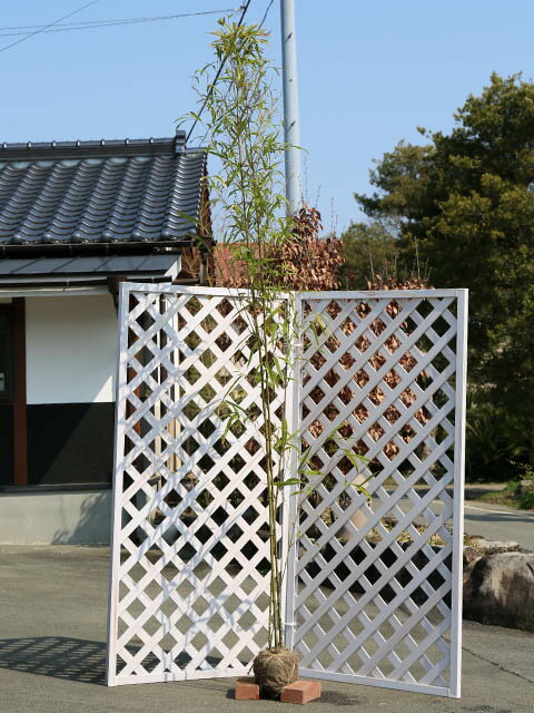 タケ シホウチク 2.3m 露地 苗木