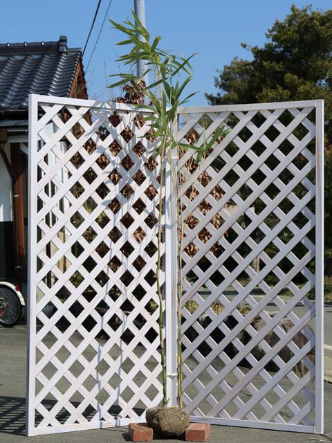 タケ ラッキョウチク 2m 露地 2本 苗木