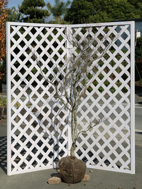 サラサドウダン 1.5m 露地 苗木