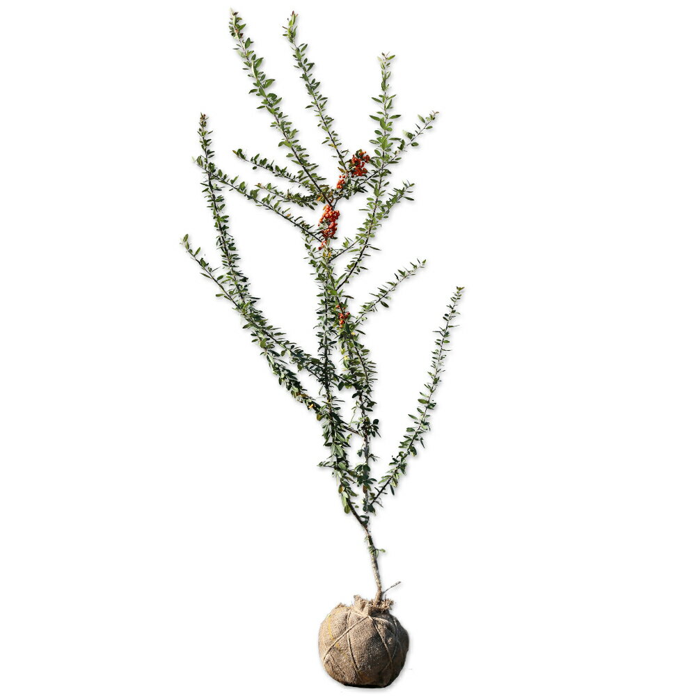 タチバナモドキの商品画像