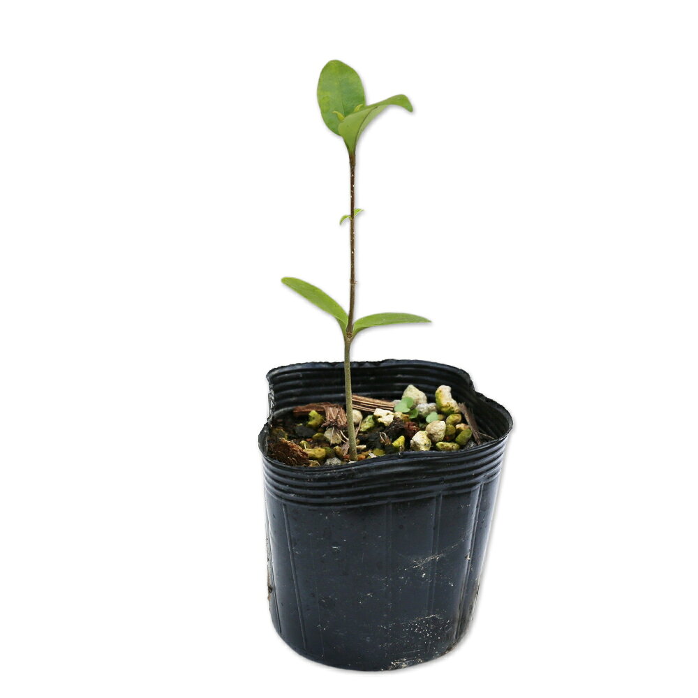 【ネズミモチ】読み：ねずみもち学名：Ligustrum japonicumモクセイ科イボタノキ属常緑高木【商品情報】ネズミモチはよく生垣に使われます。昔から人気がある品種です。マサキに似ていますが、ネズミモチは葉のギザギザがありません。初夏に白い花が咲きます。晩秋に黒紫色の小さな実がつきます。樹勢が強く成長が早いので刈り込み枝を密にする事ができます。生垣やトピアリーにお勧めです。【まとめ買いについて】 複数本・品種違い・規格違いのまとめ買いも歓迎しております。まとめてご注文いただくことで、販売価格の維持につながります。【育て方】とても萌芽しますので思いっきり刈り込んでください。思い通りの形にできます。日陰でも成長します。5〜8月にうどんこ病が発生するときがありますので専用の薬剤をかけて死滅させてください。適地＝関東以南日照り＝日向or半日陰樹形＝卵形最終樹高＝7m施肥時期＝1〜2月剪定時期＝6〜8月or12〜2月開花時期＝6月果実＝11月用途＝生垣樹木or庭木orシンボルツリー【その他】 ネズミモチは昔から人気がある品種です。萌芽力がとても強いため、刈り込んで生垣やトピアリーや庭木にと用途はさまざまです。名前の由来は実がねずみの糞に似てるからだそうです。【幼苗サイズでのお届けになります】白根や新芽の動きが確認できた苗を選別して発送しています。 根鉢が柔らかいため、移動や植え付け時はポット部分を持つか、根鉢の底を支えてお取り扱いください。 ネズミモチ　7.5cmポット 275円ネズミモチ　商品一覧7.5cmポット275円/在庫○0.3m10.5cmポット297円/在庫○0.5m10.5cmポット330円/在庫○0.6m15cmポット880円/在庫○0.7m10.5cmポット440円/在庫○0.8m15cmポット935円/在庫○1.0m10.5cmポット660円/在庫×1.0m15cmポット990円/在庫○1.0m露地2750円/在庫×1.2m15cmポット10本12100円/在庫○1.2m露地4400円/在庫○1.4m15cmポット10本15400円/在庫×1.5m露地13200円/在庫○1.7m露地15400円/在庫○2.0m露地18700円/在庫○2.3m露地20900円/在庫○2.5m露地23100円/在庫○※規格、単価、在庫は個々商品ページを優先します同じモクセイ科イボタノキ属の商品イボタノキオオバイボタシルバープリペットネズミモチトウネズミモチトウネズミモチ斑入りプリペットプリペット/レモンライムリガストラム/ビカリー同じモクセイ科の商品[オリーブ属]オリーブ[ソケイ属]ウンナンオウバイ　ハゴロモジャスミン[トネリコ属]アオダモ(品種指定不可)　ヤマトアオダモ　アラゲアオダモ　シマトネリコ　シオジ　マルバアオダモ　ヤチダモ[イボタノキ属]イボタノキ　オオバイボタ　シルバープリペット　ネズミモチ　トウネズミモチ　トウネズミモチ斑入り　プリペット[モクセイ属]キンモクセイ　ギンモクセイ　四季咲きモクセイ　ヒイラギ　ヒイラギモクセイ　オウゴンヒイラギ　ゴシキヒイラギ[ヒトツバタゴ属]アメリカヒトツバタゴ[レンギョウ属]レンギョウ[ハシドイ属]ライラック　ライラック白花　ライラック紫花※園芸品種等は近縁種よりご参照ください