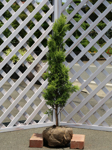 【ニッコウヒバ】（シノブヒバ）読み：にっこうひば学名：Chamaecyparis pisifera 'Plumosa'ヒノキ科ヒノキ属常緑高木【商品情報】ニッコウヒバはサワラの一種です。真っ直ぐ伸びる円錐形の樹形が特徴です。枝先には葉が集まって密に付きます。サワラやヒノキは近縁種で園芸品種が多くコニファーを始めたくさんの品種があります。成長が早く刈り込みに強いため生垣や庭木に活用されてきましたこの品種は黄金色になる品種です。通常は黄色ですが夏時期は緑に変色します。色が綺麗な為、墓花や観賞用に葉は使われます。【まとめ買いについて】 複数本・品種違い・規格違いのまとめ買いも歓迎しております。まとめてご注文いただくことで、販売価格の維持につながります。【育て方】日向から半日陰を好みます。乾燥を嫌います。成長は早く萌芽力もありますので刈り込めます。6〜7月に剪定を行います。突然古くなった枝が自然に枯れますので取り除いてあげてください。適地＝北海道以南日照り＝日向or半日陰樹形＝卵形最終樹高＝12m施肥時期＝6〜7月剪定時期＝6〜7月開花時期＝4月果実＝10月用途＝生垣樹木or庭木orシンボルツリー【その他】ニッコウヒバは黄金色が綺麗な品種です。夏場のみ緑色が強くなります。もともと剛健で育てやすい品種です。刈り込みに耐えるので刈り込み次第で用途は様々です。洋風ガーデンにもあいます。墓花・観賞用に葉がスーパーで売ってあります。 ニッコウヒバ　0.6m露地 5500円ニッコウヒバ　商品一覧0.2m9.0cmポット330円/在庫○0.3m9cmポット385円/在庫○0.5m9.0cmポット990円/在庫×0.8m露地5500円/在庫×0.8m10.5cmポット1100円/在庫×1.0m露地6600円/在庫×1.2m露地7700円/在庫×1.5m露地13200円/在庫×1.7m露地15400円/在庫×2.0m露地18700円/在庫○2.3m露地20900円/在庫×2.5m露地23100円/在庫×※規格、単価、在庫は個々商品ページを優先します同じヒノキ科ヒノキ属の商品オウゴンクジャクヒバオウゴンチャボヒバクリプシーグロボーサ/バリエガタサワラチャボヒバチャボヒバニッコウヒバフィリフェラオーレアボールバードレッドスター同じヒノキ科の商品[クロベ属]エメラルドグリーン　エレガンテシマ　オウゴンコノテ　グリーンコーン　ヨーロッパゴールド[ヒノキ属]オウゴンクジャクヒバ　オウゴンチャボヒバ　クリプシー　サワラ　チャボヒバ　チャボヒバ　ニッコウヒバ　フィリフェラオーレア　ボールバード　レッドスター[ビャクシン属]オールドゴールド　カイヅカイブキ　ゴールドコーン　スカイロケット　セイブロックゴールド　ブルーエンジェル　ブルーヘブン　ブルーアロー　ブルーアンドゴールド　ムーングロー[アスナロ属]アスナロ[イトスギ属]イタリアンサイプレス　オオイトスギ　ブルーアイス[レイランドヒノキ属]ゴールドライダー　シルバーダスト　レイランディ[コウヨウザン属]コウヨウザン[セコイア属]センペルセコイア[メタセコイア属]メタセコイア[ビャクシン属這性コニファー]ウィルトニー　ゴールデンカーペット　バーハーバー　ブルーカーペット　ブルースター　ブルーチップ　ブルーパシフィック　プロカンベンス　マザーローデ　ミヤマビャクシン[ヌマスギ属]ラクウショウ※園芸品種等は近縁種よりご参照ください