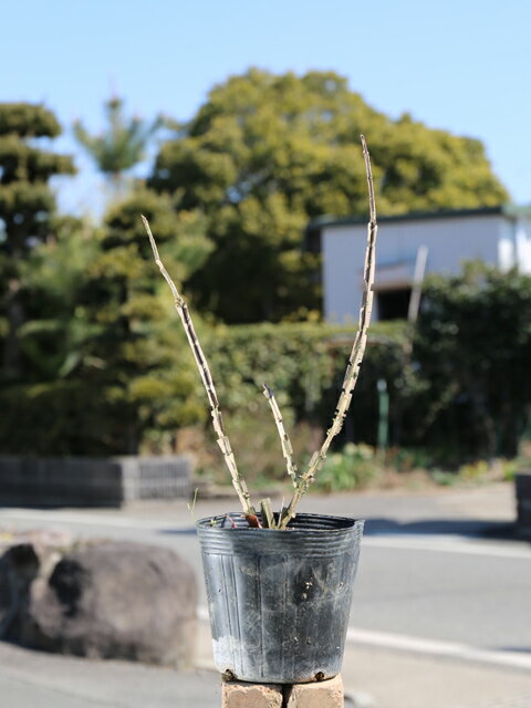 ニシキギ 0.3m 15cmポット 10本 苗 2