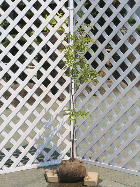 ナナカマド 0.8m 露地 苗