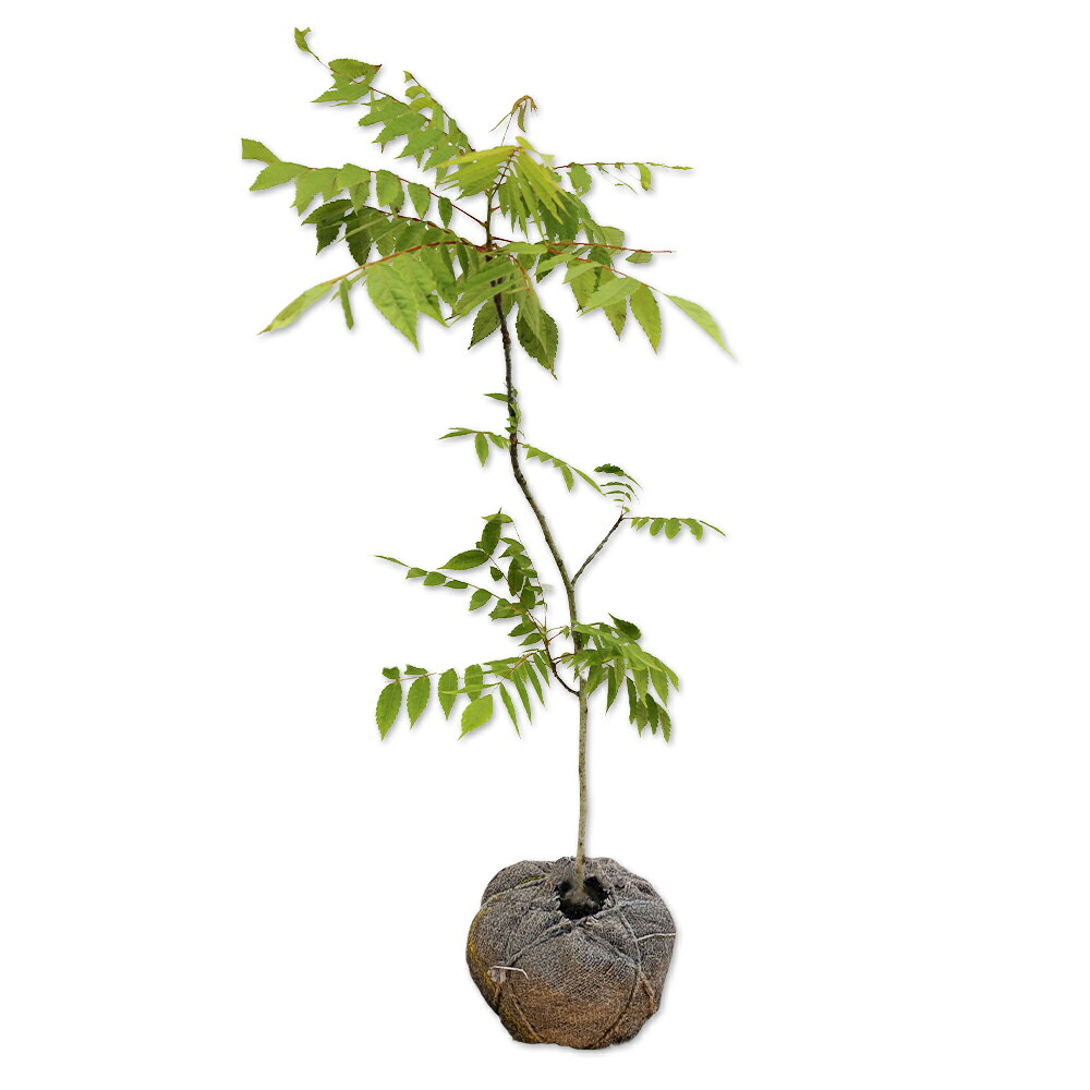 【ノグルミ】読み：のぐるみ学名：Platycarya strobilaceaクルミ科ノグルミ属落葉高木【商品情報】ノグルミは落葉高木です。東海から九州まで自生しています。葉は大型で奇数複葉です。初夏にたれ下がる花がさきます。実の形はクルミよりもマツボックリに似ています。食用になりません。花は初夏に咲きます。【まとめ買いについて】 複数本・品種違い・規格違いのまとめ買いも歓迎しております。まとめてご注文いただくことで、販売価格の維持につながります。【育て方】日当たりがよく適湿な場所を好みます。基本的に剛健です。あまり手がかかりません。適地＝全国日照り＝日向or半日陰樹形＝卵型最終樹高＝25m施肥時期＝3月or10月剪定時期＝12〜1月開花時期＝4〜5月果実＝10月用途＝緑化樹木【その他】ノグルミはマツボックリのような実が特徴です。 日本各地に自生しています。ノグルミ　1.0m露地 2本 22000円ノグルミ　商品一覧0.2m10.5cmポット1320円/在庫○0.5m10.5cmポット1650円/在庫○0.8m露地8800円/在庫○1.2m露地15400円/在庫○※規格、単価、在庫は個々商品ページを優先します同じクルミ科ノグルミ属の商品ノグルミ同じクルミ科の商品[サワグルミ属]サワグルミ[ノグルミ属]ノグルミ[ペカン属]ペカン[クルミ属]オニグルミ　カシグルミ※園芸品種等は近縁種よりご参照ください