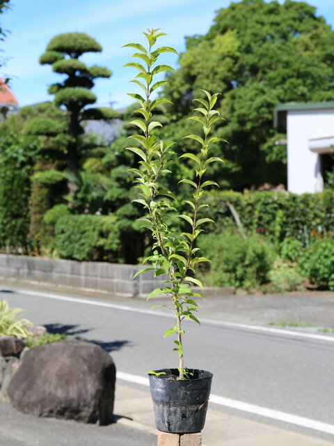 トウネズミモチ 0.8m 15cmポット 苗