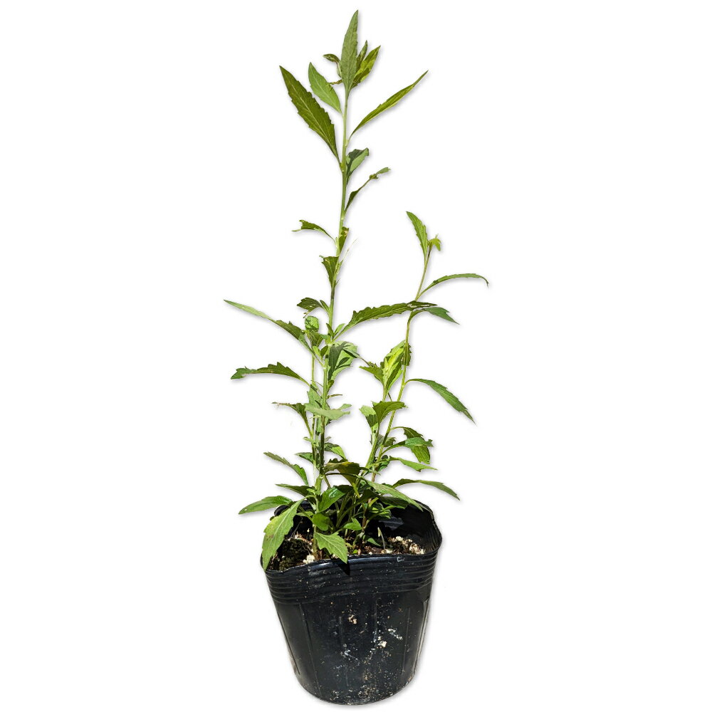 ノギク 10.5cmポット 苗