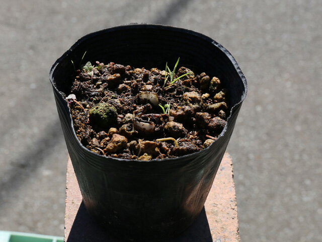 ナツズイセン 10.5cmポット 苗のサムネイル