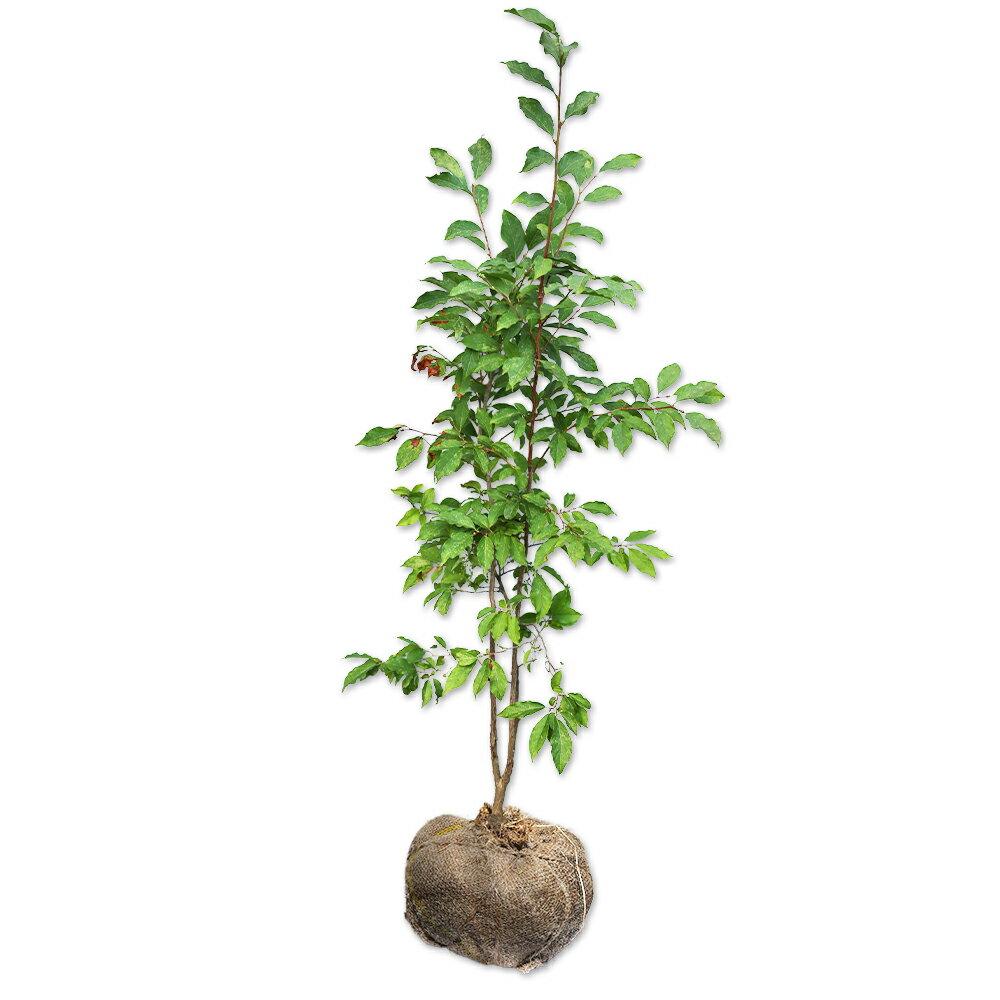 【ネジキ】(捩木)読み：ねじき学名：Lyonia ovalifolia ssp. Nezikiツツジ科ネジキ属落葉小高木別名：カシオシミ【名前の由来】幹がねじれることから。【商品情報】ネジキは6mになる落葉小高木です。葉は互生します。花は壺状の花をつけます。幹はねじれたようになります。日当たりの良い山地などに生えます。幹はよじれたような縦筋が入ります。アセビに似た花を咲かせます。【まとめ買いについて】 複数本・品種違い・規格違いのまとめ買いも歓迎しております。まとめてご注文いただくことで、販売価格の維持につながります。【育て方】日当たりの良い場所に植え付けましょう。水はけと通気性のよい土を好みます。水遣りは土の表面が乾いたらたっぷりと与えます。強剪定はさけましょう。適地＝全国日照り＝日向樹形＝自然樹形最終樹高＝6m施肥時期＝〜剪定時期＝〜開花時期＝5〜6月果実＝用途＝庭木【その他】ネジキは幹によじれたような縦筋が入ります。自然系な樹形を楽しめます。ネジキ　1.2m露地 2本 30800円ネジキ　商品一覧0.3m10.5cmポット1210円/在庫×0.5m10.5cmポット1980円/在庫×0.6m露地11000円/在庫×0.8m露地13200円/在庫○1.0m露地15400円/在庫○株立ち2.0m露地30800円/在庫×※規格、単価、在庫は個々商品ページを優先します同じツツジ科ネジキ属の商品ネジキ同じツツジ科の商品[ツツジ属]オンツツジ　エクスバリーアザレア　キシツツジ　サツキ(品種指定不可)　シャクナゲツツジ　セイヨウシャクナゲ　ツツジ　レンゲツツジ(花色指定不可)　キリシマツツジ　ヒラドツツジ(花色指定不可)　ヒカゲツツジ　バイカツツジ　ミツバツツジ　ムラサキヤシオツツジ　コバノミツバツツジ　ヨシノツツジ　ヤマツツジ　ヨドガワツツジ[アセビ属]アセビ　アセビ赤花　アセビ斑入り[スノキ属]シャシャンボ　ナツハゼ　ブルーベリー(品種指定不可)[ネジキ属]ネジキ[ドウダンツツジ属]ドウダンツツジ　ベニサラサドウダン　サラサドウダン　ベニドウダン[エリカ属]ジャノメエリカ[イチゴノキ属]イチゴノキ※園芸品種等は近縁種よりご参照ください