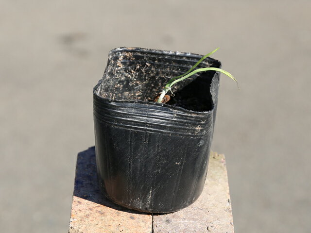 ノビル 9.0cmポット 苗の紹介画像2