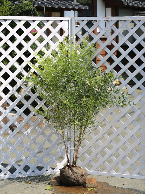 ナンテン白実 1.2m 露地 苗