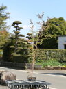 【1年間枯れ保証】【生垣樹木】ヒノキ　0.7m10.5cmポット　1本