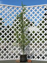 ■良品庭木■ネイティブ プランツ リューカデンドロン　ファイヤーグロー4．5号鉢植え