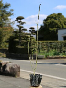 ハマボウ 0.1m 10.5cmポット 苗