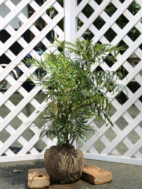 ヒイラギナンテン マホニアコンフューサ 0.5m 露地 苗