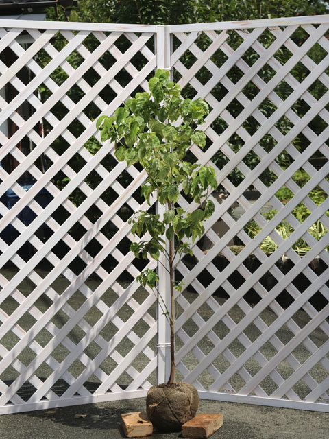 【ハナミズキ/実生】（花水木/実生）読み：はなみずき/みしょう学名：Benthamidia floridaミズキ科ミズキ属落葉高木別名：アメリカヤマボウシ【名前の由来】花が目立つことから。早春に枝を切ると樹液が滴り落ちることから。【商品情報...