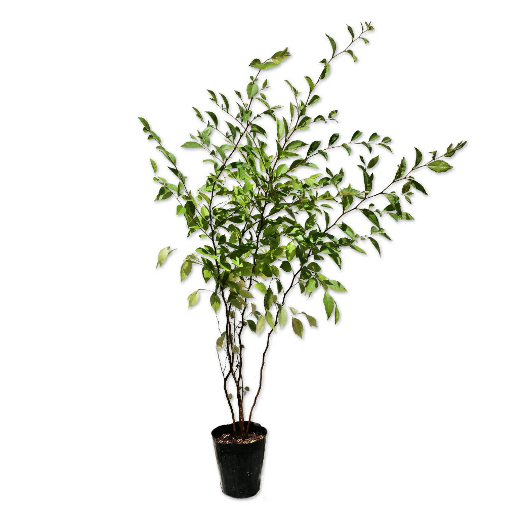 ヒメシャラ 株立ち 0.8m 12cmポット 5本 苗