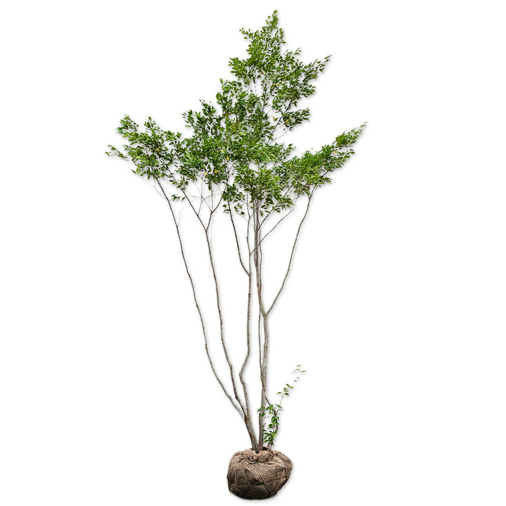 ハイノキ 株立ち 2.3m 露地 苗木