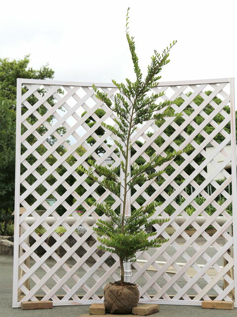 【ハマヒサカキ】読み：はまひさかき学名：Eurya emarginataモッコク科ヒサカキ属常緑低木【商品情報】ハマヒサカキは海岸性の樹木です。乾燥や潮風にも強く痩せた土地でも成長します。葉は厚い光沢がある深緑色です。2〜3月に花がさきます...