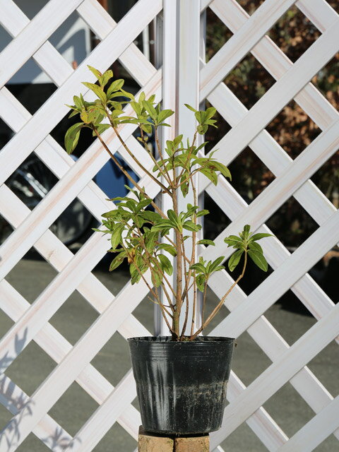 ヒラドツツジ (花色指定不可) 0.3m 15cmポット 10本 苗