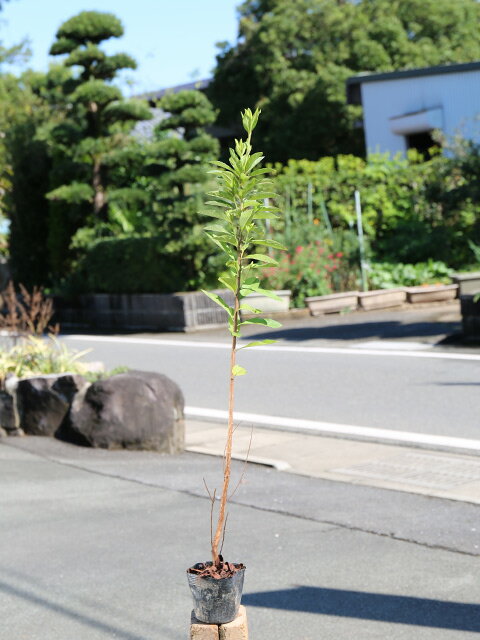 ヒラドツツジ (花色指定不可) 0.8m 10.5cmポット 苗