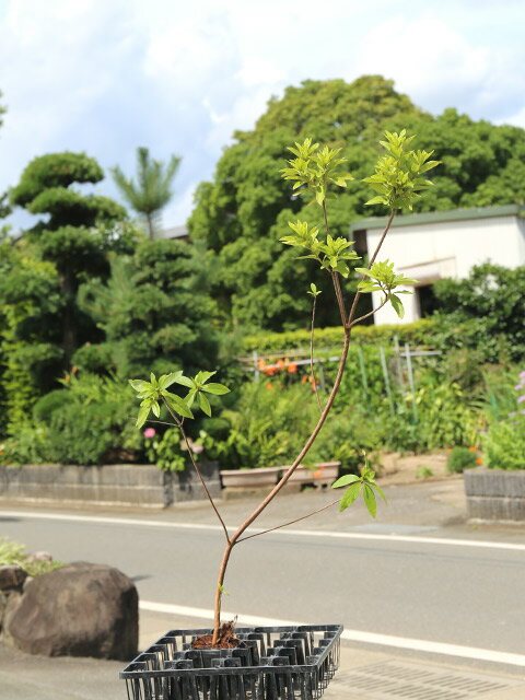 ヒラドツツジ (花色指定不可) 1m 10.5cmポット 苗