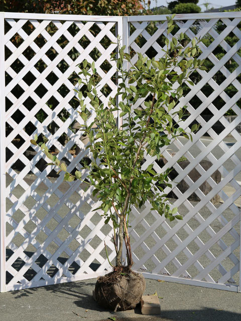 ブルーベリー (品種指定不可) 1.7m 露地 2本 苗木