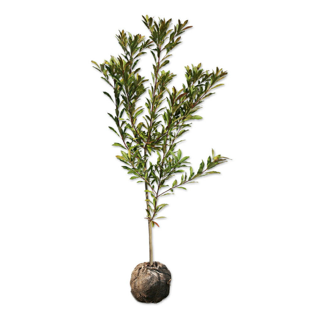 ホルトノキ 1.7m 露地 苗木