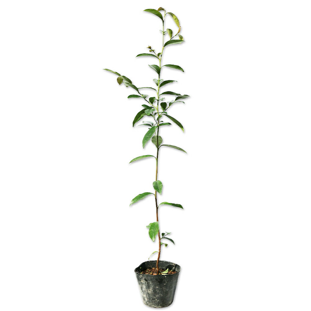 ヒサカキ 0.5m 10.5cmポット 30本 苗