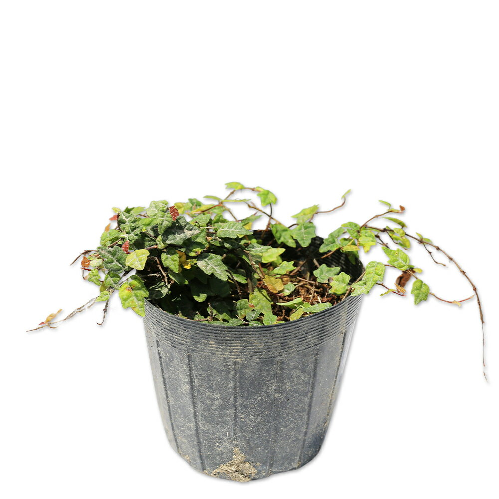 ヒメイタビ 9.0cmポット 苗