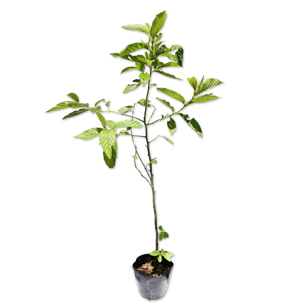 ハンノキ 0.5m 10.5cmポット 苗のサムネイル