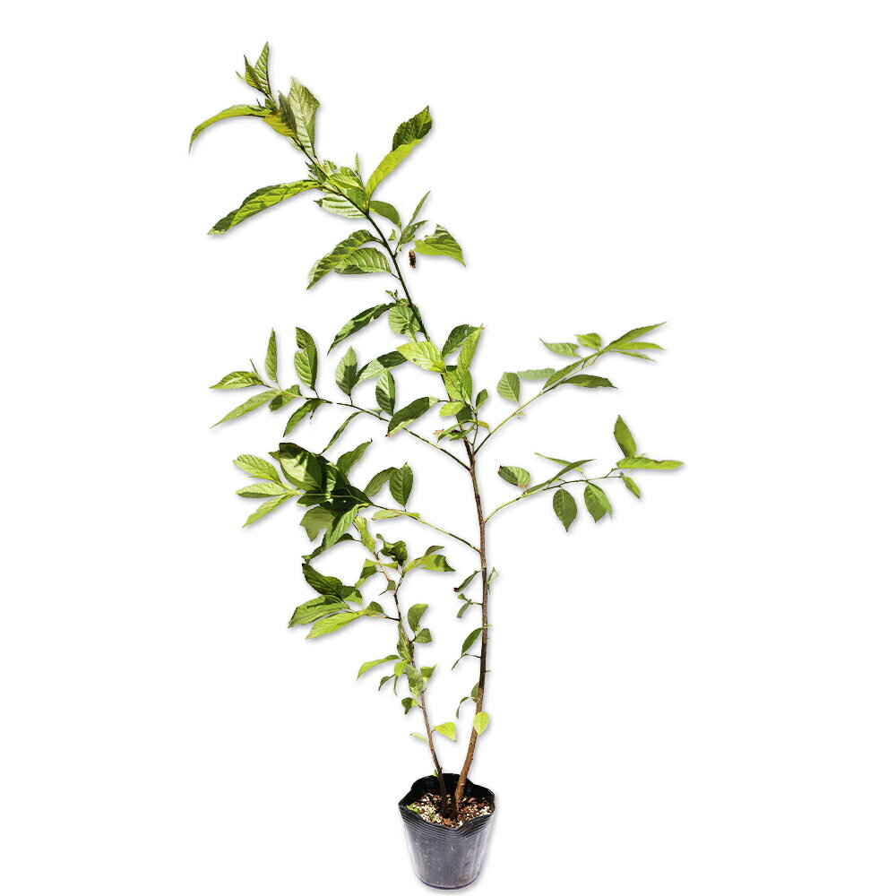 ハンノキ 0.8m 10.5cmポット 苗のサムネイル