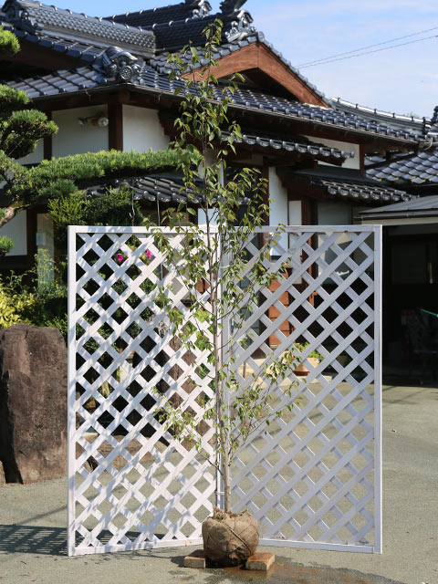 ミズメ 2.5m 露地 苗木