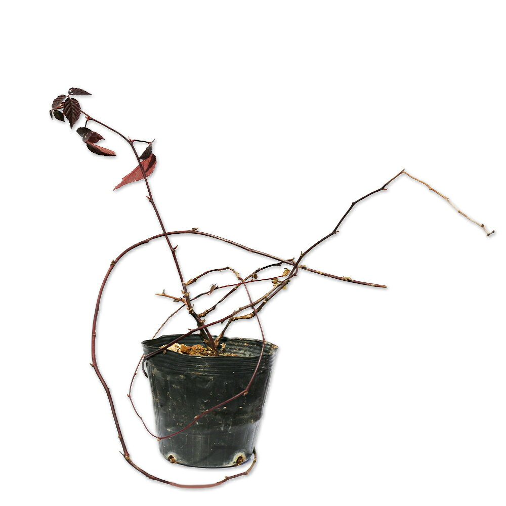 楽天市場】山ぶどう 樹皮の通販