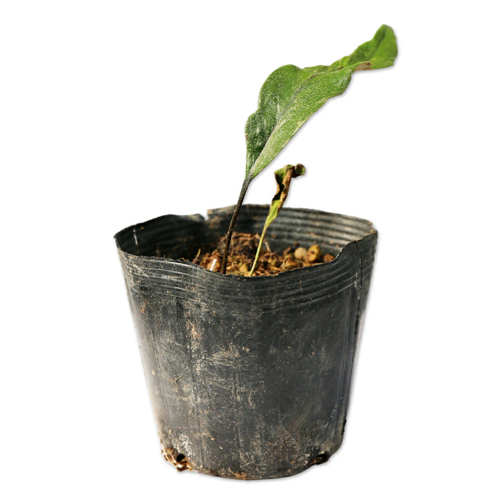 ヒトツバ 9.0cmポット 15本 苗