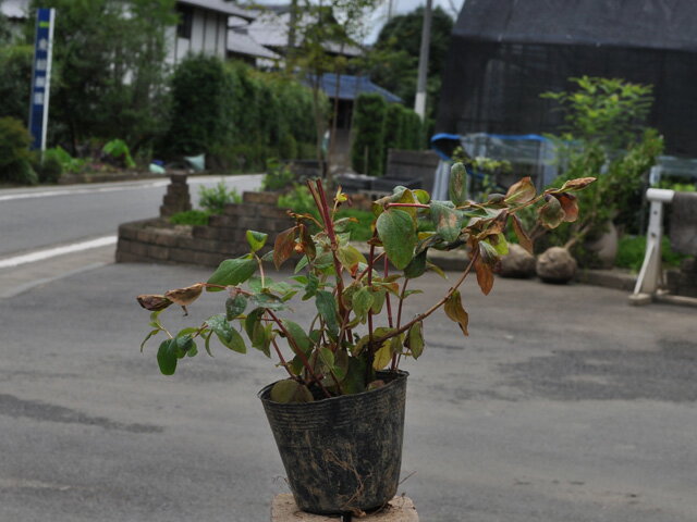 ヒペリカム アルバリーパープル 10.5cmポット 苗のサムネイル