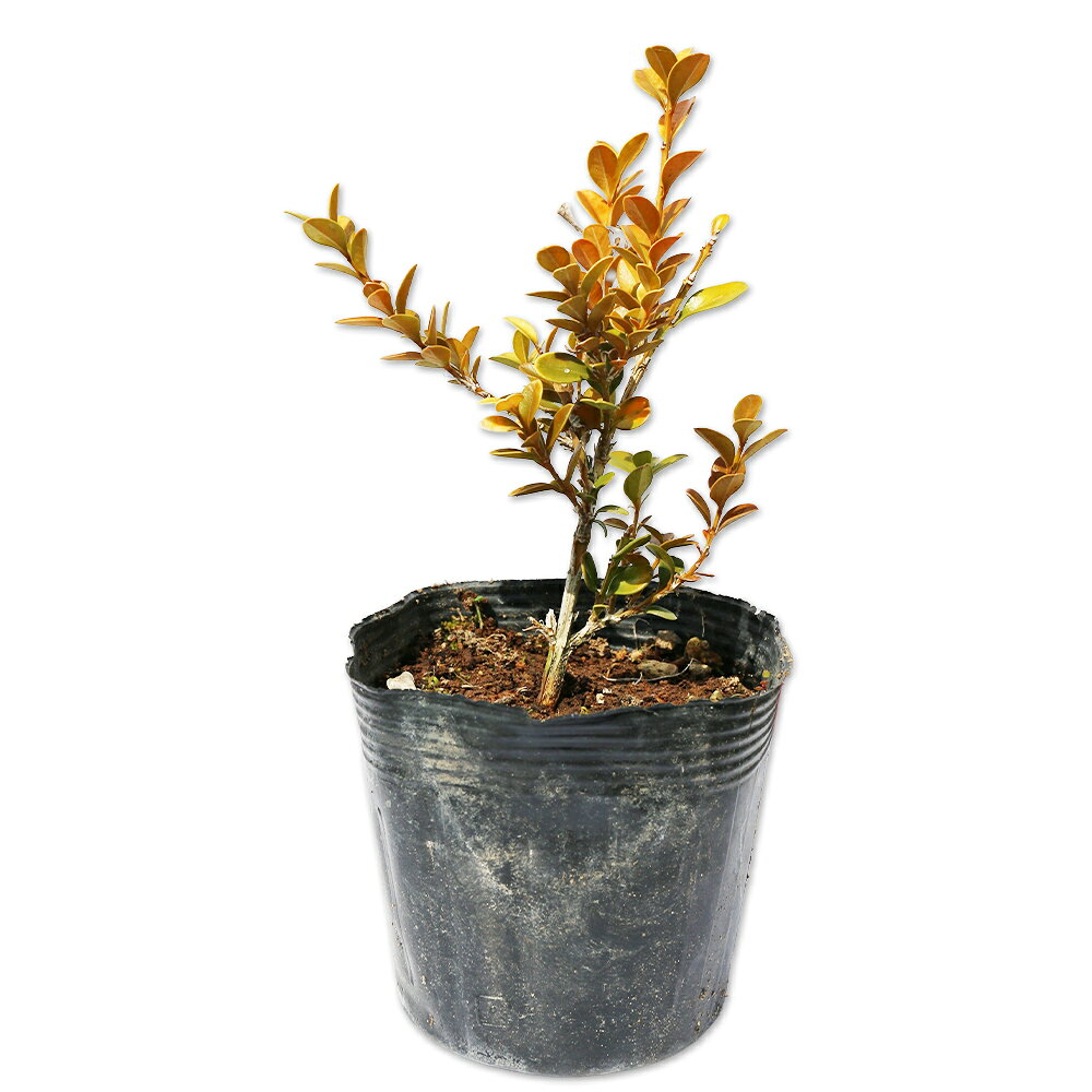 【ホンツゲ】()読み：ほんつげ学名：Buxus microphylla var. japonicaツゲ科ツゲ属常緑低木別名：アサマツゲ【名前の由来】【商品情報】ホンツゲは3mになる常緑低木です。日本が原産です。葉は対生します。花はあまり目立たない淡黄色の小花をつけます。温暖な山地などに生育しています。ツゲの木材は堅く緻密なため、印材や細工物などに用いられています。イヌツゲは葉が互生なのに対しツゲは対生になります。【まとめ買いについて】 複数本・品種違い・規格違いのまとめ買いも歓迎しております。まとめてご注文いただくことで、販売価格の維持につながります。【育て方】日当たりの良い場所に植え付けましょう。日向または半日陰で生育を行います。少々の日陰でも生育可能です。刈り込みをしなくても自然樹形で綺麗になります。肥料は3〜4月頃に与えます。適地＝全国日照り＝日向or半日陰樹形＝最終樹高＝3m施肥時期＝3〜4月剪定時期＝3月or7月or10月開花時期＝3〜4月果実＝用途＝庭木【その他】ホンツゲは対生の葉を付けます。緻密でなめらかなツゲ材として利用されています。ホンツゲ　0.1m9cmポット 550円ホンツゲ　商品一覧7.5cmポット440円/在庫○0.1m9cmポット550円/在庫○0.3m15cmポット3850円/在庫○0.3m10.5cmポット1320円/在庫×0.8m15cmポット4510円/在庫×0.6m露地7700円/在庫○※規格、単価、在庫は個々商品ページを優先します同じツゲ科ツゲ属の商品クサツゲボックスウッドホンツゲ同じツゲ科の商品[ツゲ属]クサツゲ　ボックスウッド　ホンツゲ[サルココッカ属]サルココッカ[フッキソウ属]フッキソウ　フッキソウ斑入り※園芸品種等は近縁種よりご参照ください