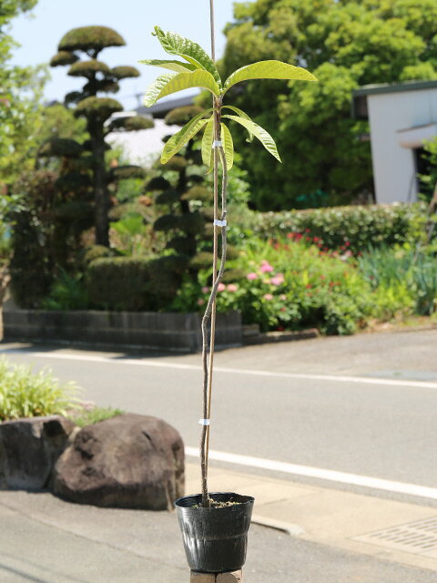 ビワ 実生 0.8m 15cmポット 苗