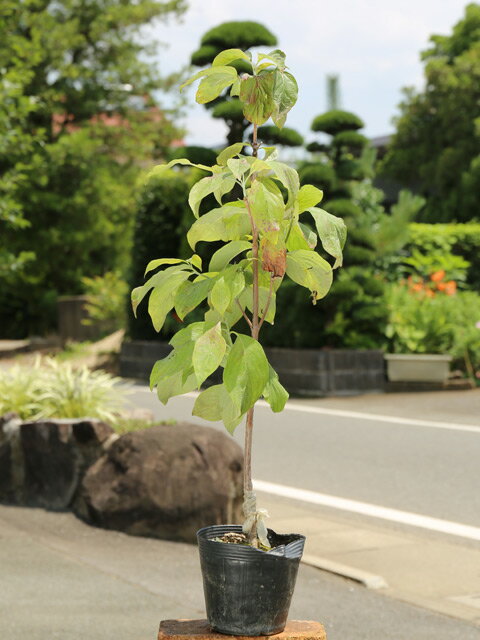 ハナミズキ 赤花 0.5m 15cmポット 苗