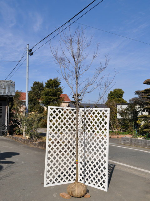 ハナミズキ 赤花 単木 2.5m 露地 2本 苗木