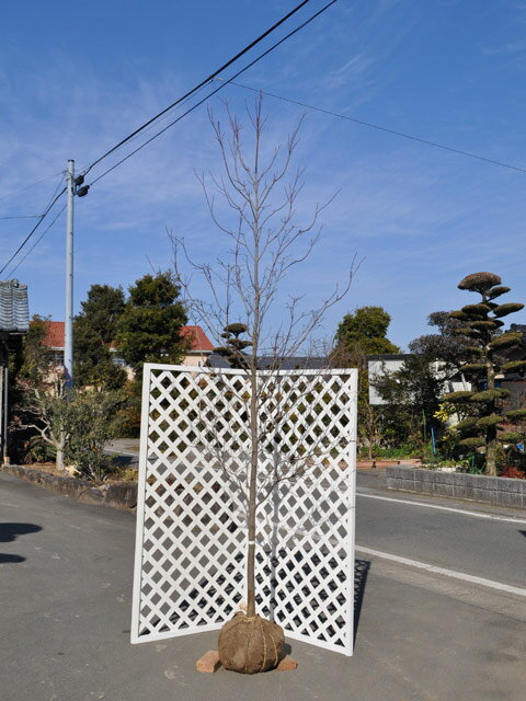 ハナミズキ 白花 単木 2.5m 露地 2本 苗木