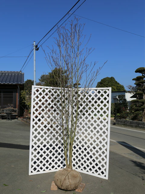 ハナミズキ 白花 株立ち 2m 露地 苗木