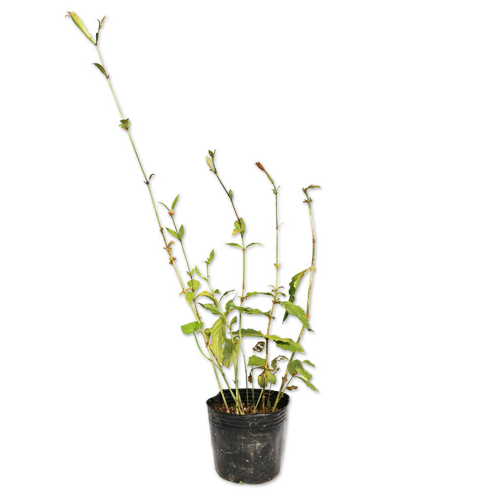 フシグロセンノウ 9.0cmポット 苗