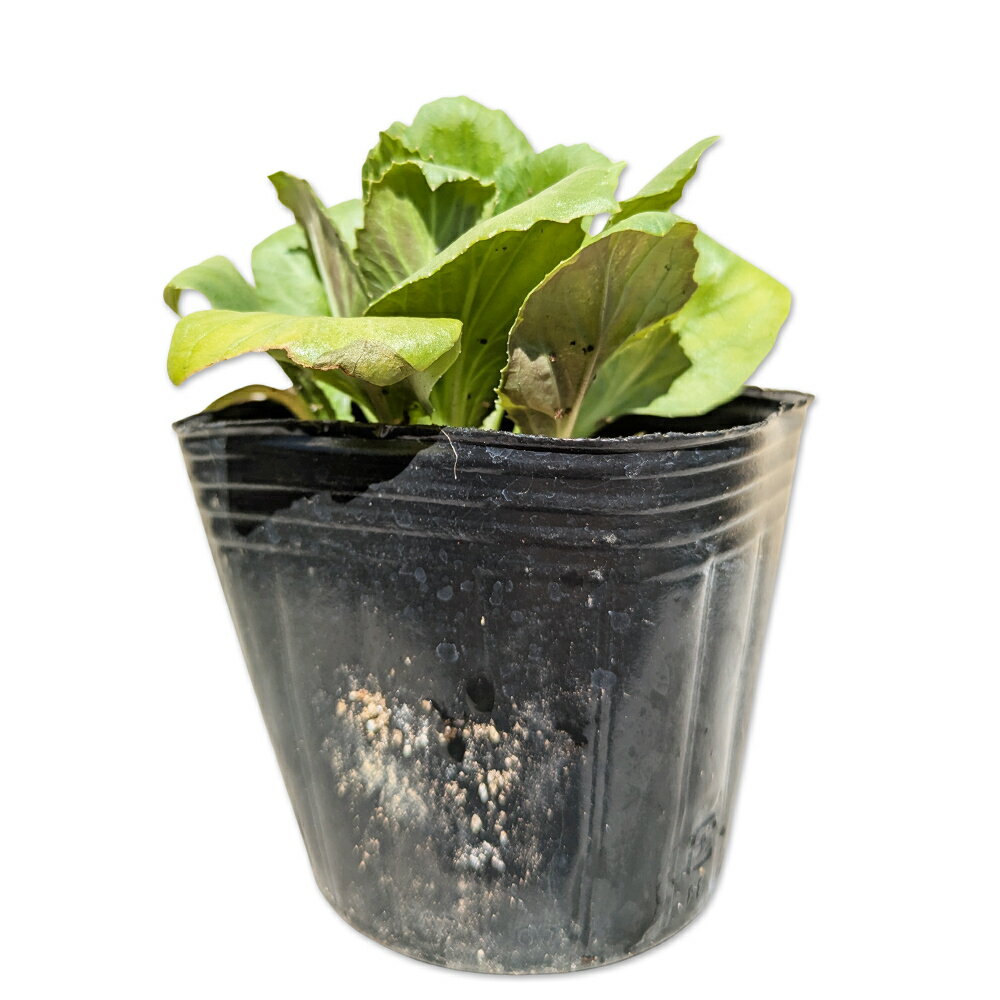 ベニバナサワギキョウ 9.0cmポット 苗