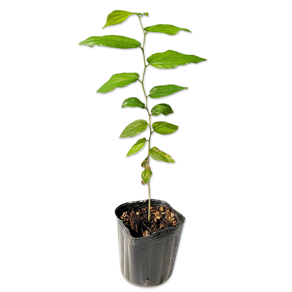 【バクチノキ】(博打の木)学名：Prunus zippelianaバラ科サクラ属常緑高木別名：ビランジュ【名前の由来】樹皮が剥がれる様子を、博打で負けて丸裸にされた姿に例えたことから【商品情報】バクチノキは20mになる常緑高木です。関東以西に分布します。葉は互生し、長楕円形で先端が尖ります。縁には鋭い鋸歯があります。花はその年に伸びた枝の葉腋から花序を出し、白色の小花を房状に咲かせます。幹は成木になると樹皮がうろこ状に剥がれ落ち紅黄色の木肌が見えます。サクラ属ですが、常緑で花も桜のイメージとは異なります。強剪定にも耐えるため生垣としても利用されます。大木になるため植え付け場所には考慮が必要です。【まとめ買いについて】 複数本・品種違い・規格違いのまとめ買いも歓迎しております。まとめてご注文いただくことで、販売価格の維持につながります。【育て方】日当たりの良い場所を好みます。半日陰でも育ちます。寒さに弱いため暖地向きです。乾燥に弱く適湿な土壌を好みますが、風通しの良い場所が望ましいです。適地＝関東以西日照り＝日向樹形＝自然形最終樹高＝20mm開花時期＝9月果実＝翌年の初夏に熟す用途＝庭木or生垣【その他】バクチノキは灰褐色の樹皮が部分的に絶えず?げることが特徴です。バクチノキ　7.5cmポット 440円バクチノキ　商品一覧7.5cmポット440円/在庫○0.5m10.5cmポット2310円/在庫○※規格、単価、在庫は個々商品ページを優先します同じバラ科サクラ属の商品セイヨウバクチノキサクラ/ニワザクラハナモモクサボケハナモモ桃花シダレハナモモ源平バクチノキ同じバラ科の商品[ナナカマド属]オオウラジロノキ　ナナカマド[アロニア属]アロニア[シモツケ属]コデマリ(品種指定不可)　コデマリ斑入り　シモツケ　シロバナシモツケ　ホザキシモツケ　アメリカテマリシモツケ　ユキヤナギ[カマツカ属]カマツカ　ケカマツカ[カナメモチ属]カナメモチ　レッドロビン[シモツケソウ属]キョウカノコ[キンミズヒキ属]キンミズヒキ[ワレモコウ属]カライトソウ　ナガホノシロワレモコウ　ワレモコウ　タンナワレモコウ[コゴメウツギ属]コゴメウツギ[キイチゴ属]ブラックベリー　フユイチゴ　ルブスカリシノイデス[ザイフリボク属]ジューンベリー[シャリンバイ属]シャリンバイ　ベニバナシャリンバイ　マルバシャリンバイ[リンゴ属]ズミ　ハナカイドウ[サンザシ属]サンザシ[バラ属]テリハノイバラ　ツルバラ　ノイバラ　ナニワノイバラ　ハマナス[サクラ属]セイヨウバクチノキ　ハナモモ　クサボケ　ハナモモ桃花　シダレハナモモ源平　バクチノキ[キジムシロ属]ツルキンバイ　ポテンティラ　ヘビイチゴ[スモモ属]ニワウメ[ホザキナナカマド属]ホザキナナカマド[オランダイチゴ属]ホワイトピーチベリー　ワイルドストロベリー[ヤマブキ属]ヤマブキ[ナシ属]ヤマナシ[アズキナシ属]アズキナシ　ウラジロノキ[ボケ属]ボケ[トキワサンザシ属]タチバナモドキ　ピラカンサ　ピラカンサ黄色[シャリンバイ属ヒメシャリンバイ]ヒメシャリンバイ[ヤナギザクラ属]リキュウバイ※園芸品種等は近縁種よりご参照ください